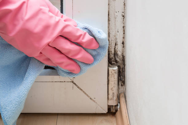 Trusted San Juan Capistrano, CA Mold Remediation Experts